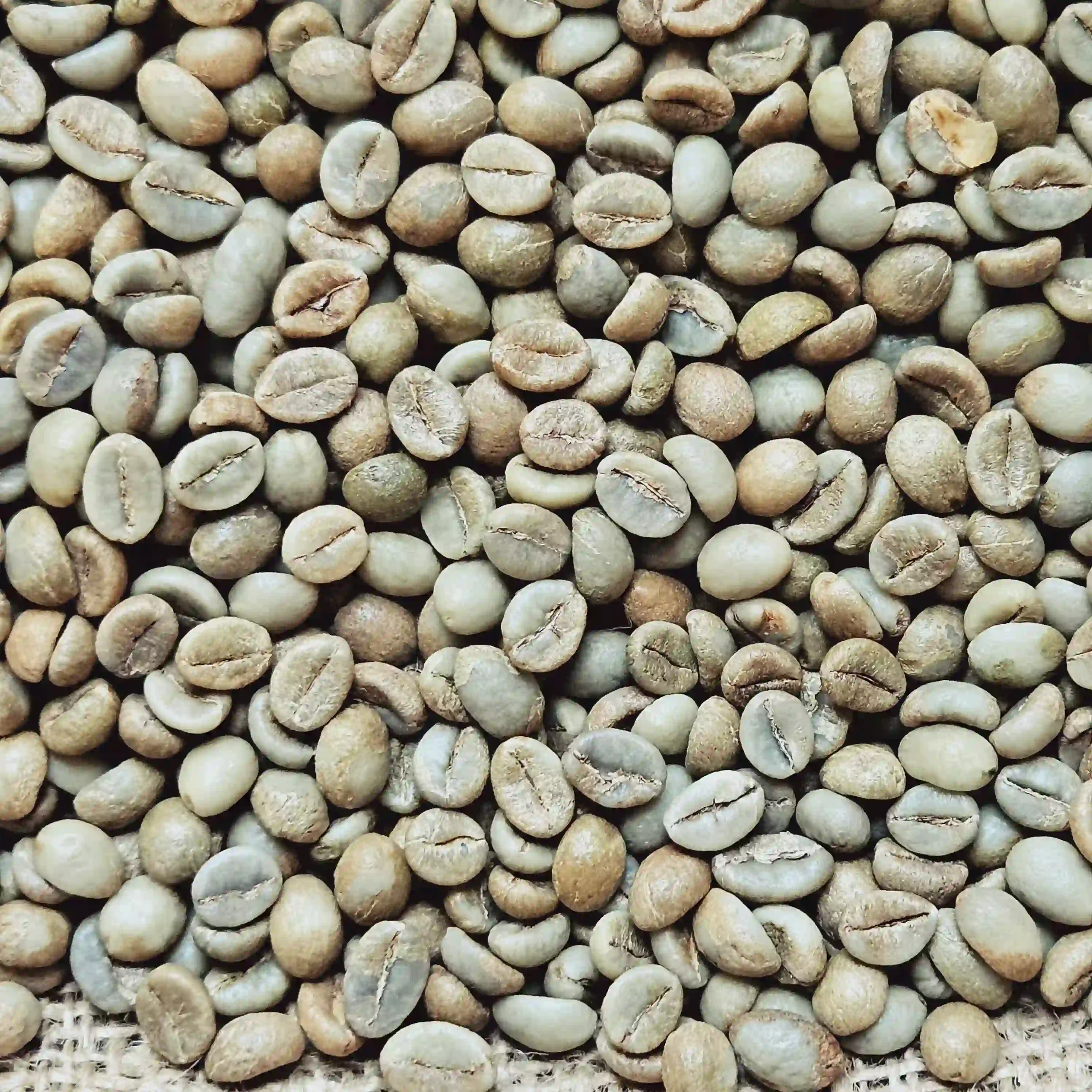 Limmu coffee drying beds